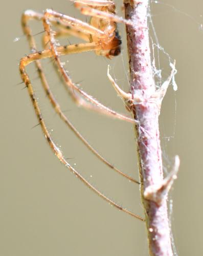 Metellina mengei